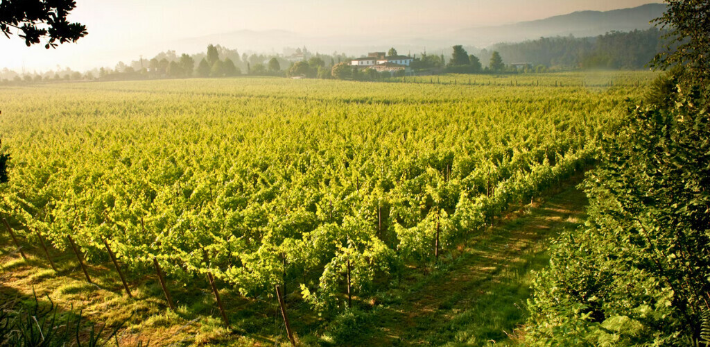 Vinho Verde Lisbon Wines & Liquors Buy Wine & Spirits from Portugal Online, Newark, NJ