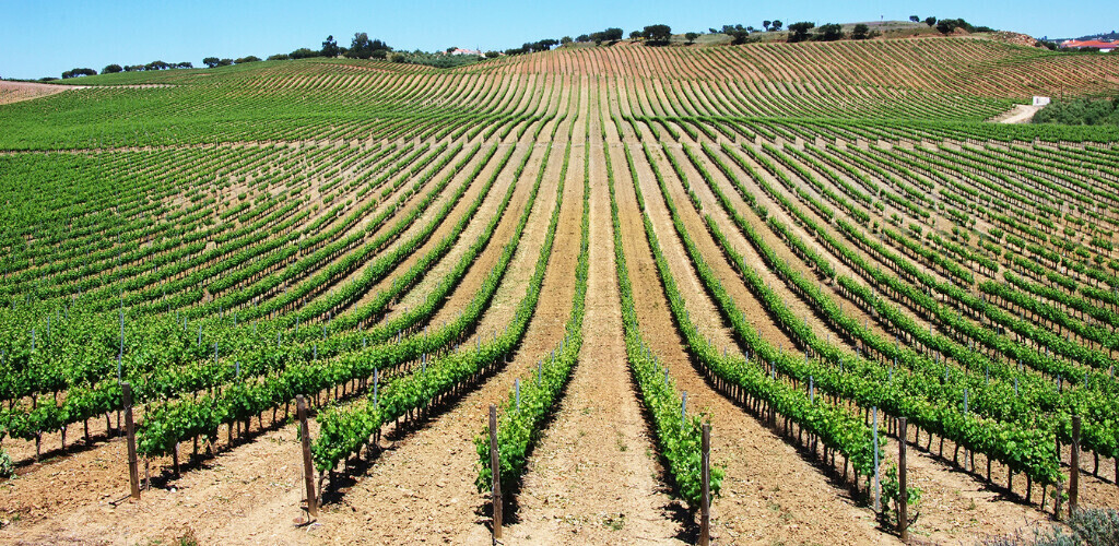 Alentejo Wines Lisbon Wines & Liquors Buy Wine & Spirits from Portugal Online, Newark, NJ